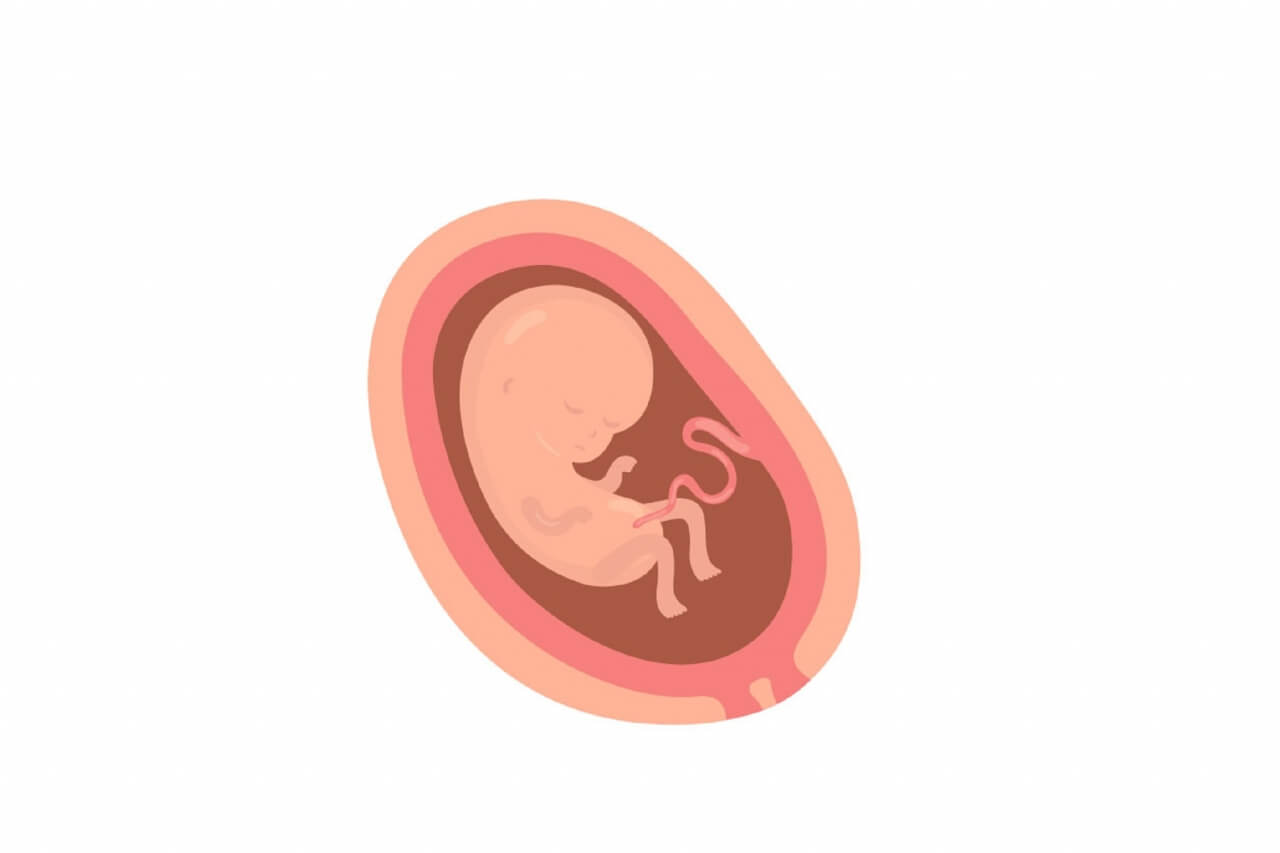 妊娠5ヶ月 赤ちゃんとママ 妊娠 出産 マタニティ情報サイト ニンプス