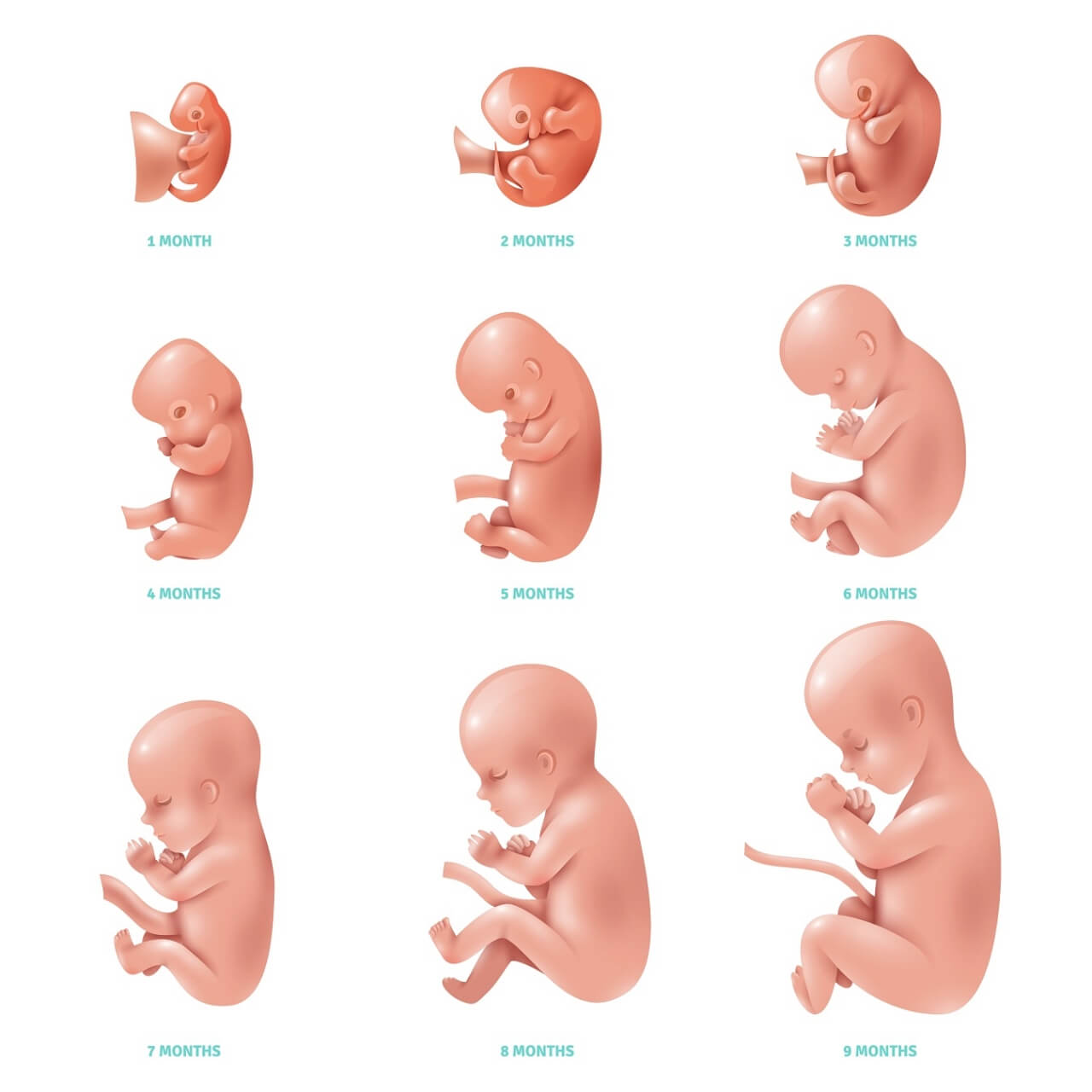 [最も好ましい] お腹の中の赤ちゃん 成長過程 604727お腹の中の赤ちゃん 成長過程 Joshimagespfw